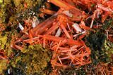 Bright Orange Crocoite Crystal Cluster - Tasmania #171670-1